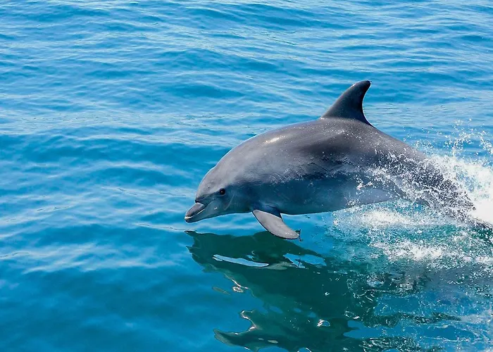 Lägenhet Luxury 3 Bedroom Apartment, Albufeira